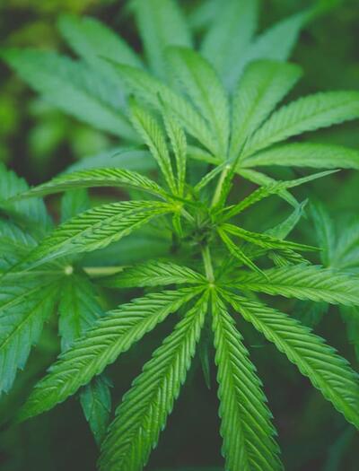 What makes the difference between THC and CBD? Explore molecular science, how they interact with your ECS, and how to balance them for your wellness goals.