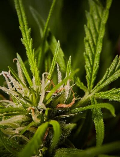 Data for the first year of legal cannabis in Germany shows promise the legalization model is working. Crime rates are down, rates of youth use are steady. 
