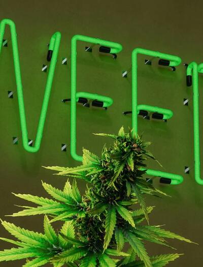 Discover how the outdated 280E tax law affects cannabis businesses in 2025. Learn about financial burdens, recent reform proposals, and what the future holds.