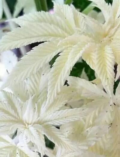 Gibt es Albino-Cannabisflanzen?