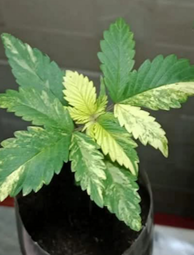 Marihuana albina: variegado, causas y consecuencias. Decoloración típica del variegado en el cannabis. Foto: Jhohan Rincón.