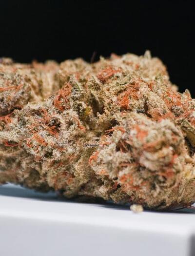 Discover the Watermelon Zkittlez cannabis strain, an easy-to-grow fruity hybrd with sweet citrus flavors, relaxing effects, and a smooth, uplifting high. 