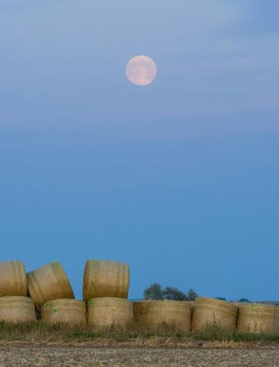 Explore the connection between agricultural tradition, the Harvest Moon, and the start of Croptober for outdoor cannabis growers and cultivators in the US. 
