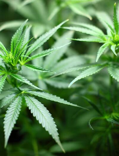 Get easy guidelines on cloning cannabis plants, and keep and grow genetically identical copies of your favorite marijuana strain for as long as you want. 