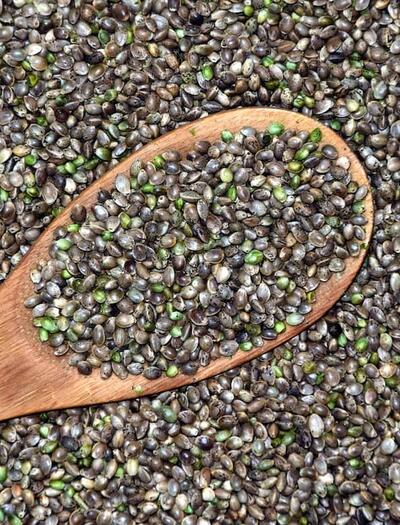 New federal rules on cannabis/hemp seeds may disrupt the US market. Learn how growers, medical users, and hobbyists are affected and what the future may hold. 