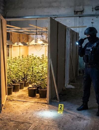 From abandoned casinos in the UK to high-altitude hidden plantations in Sequoia National Park, discover the most bizarre police raids on cannabis in 2025.