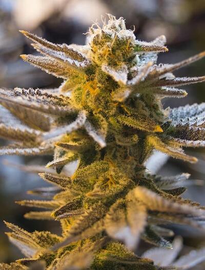 Trump’s 2025 Executive Order has fast-tracked cannabis to Schedule III. Learn what this means for weed prices, medical research, and your legal rights in 2026.