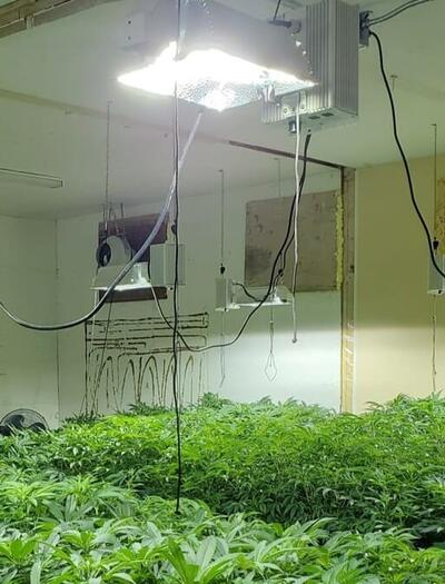 everything you need to know about grow lights for cannabis