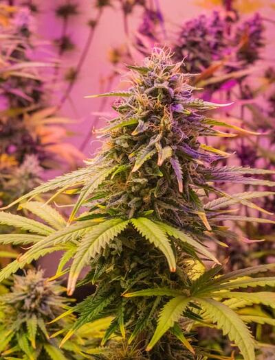 Understand how pH impacts nutrient availability in cannabis growing, and learn the correct methods to test and adjust pH in soil, coco, and hydro systems.