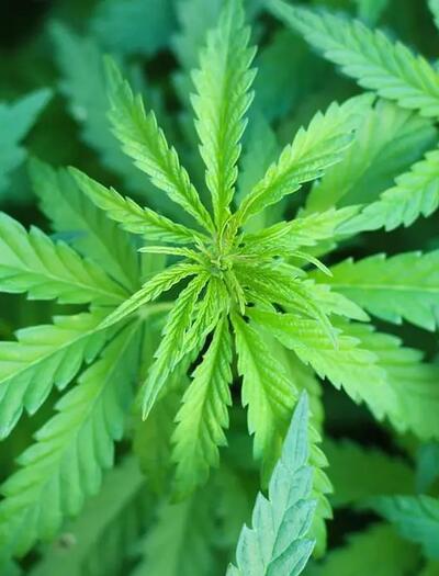 Donald Trump erwägt Marihuana als weniger gefährliche Droge einzustufen, indem er es als Substanz der Klasse III einstuft.
