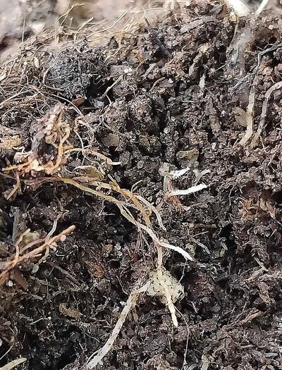 Worm Castings When Growing Organic Cannabis