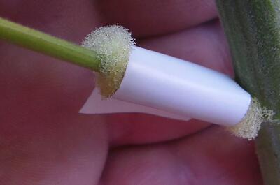 La rama seleccionada para acodar con enraizante y cubierta protectora. 