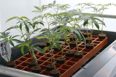 Warum Stecklinge einen Platz im Werkzeugkasten jedes Growers verdienen