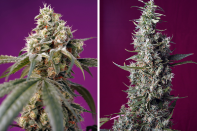 Bruce Banner Auto und Sweet Cherry Pie