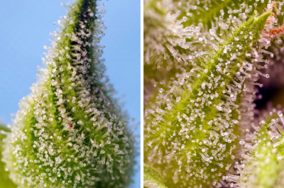 Sweet Cherry Pie® y Bruce Banner Auto®