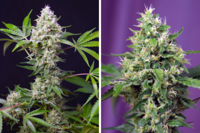 Sweet Amnesia Haze XL Auto®