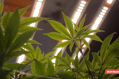 Video: instala luces led de marihuana en interior