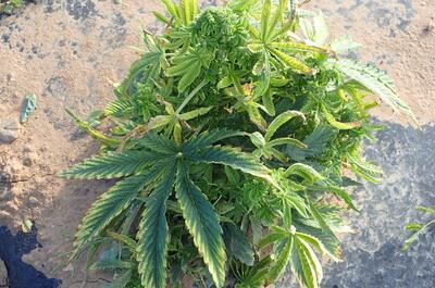 En esta lesión ademas se observa la decoloración de la hoja. Foto: Whitney Cranshaw, Colorado State University, Bugwood.org.