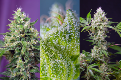 Sweet Amnesia Haze XL Auto®