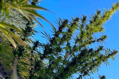 Durban Poison