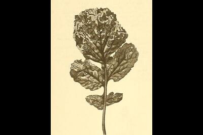 L’altise : comprendre ce ravageur opportuniste 