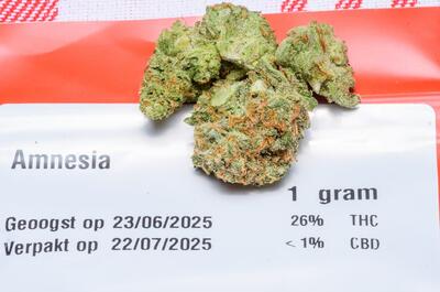 Amnesia de cultivo legal en Holanda