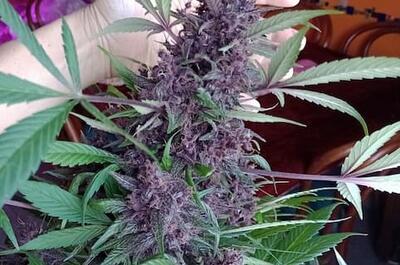 Marihuana morada con alto contenido en antocianinas