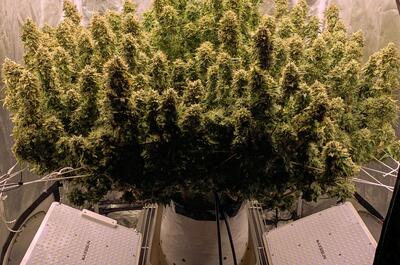 Cultivo de marihuana de alto rendimiento