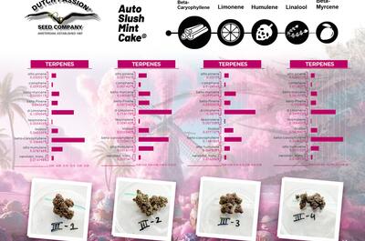 Auto Slush Mint Cake Terpenes Sample Results