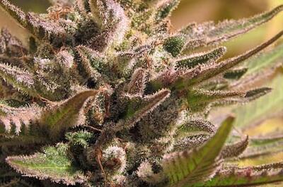 Ayahuasca Purple