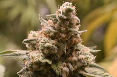 8 Ways How To Grow The Biggest Yields Indoors