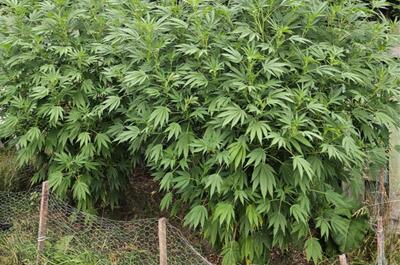  Bloc Pot : le parti cannabique québécois