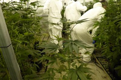 Varios criadores recogen muestras en un cultivo de variedades CBD