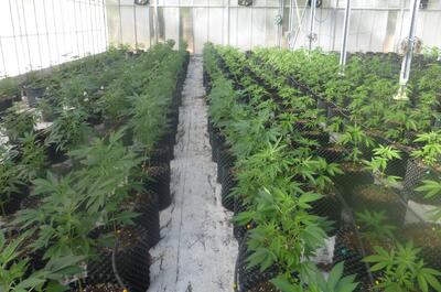 Comment fabriquer du hasch CBD ?