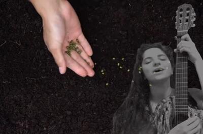 Cannábicas