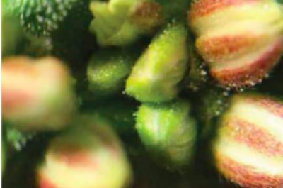 Macho florecido de Trip Seeds.