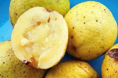 L’autre plante du mois : le Cás