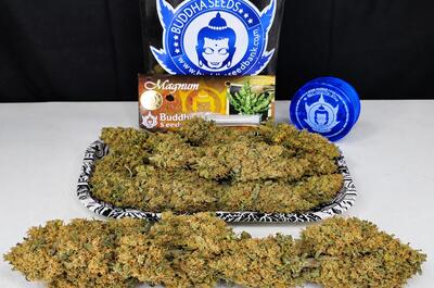 Variedades de cannabis resistentes a botrytis