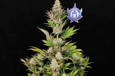 Variedades de cannabis resistentes a botrytis