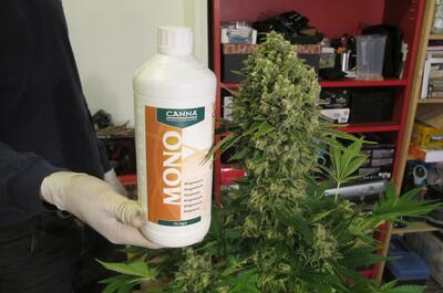 Gran cogollo de Medical Seeds