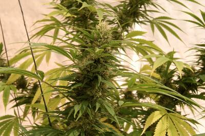 Imagen de planta de marihuana entutorada