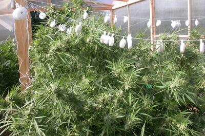Foto de un invernadero de marihuana cerca de la floración