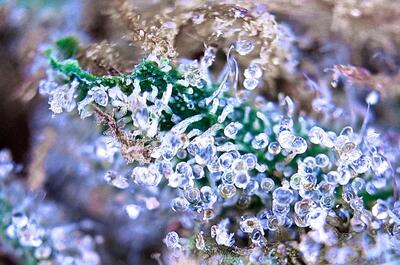 Concentración de tricomas y terpenos