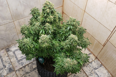 Planta de marihuana