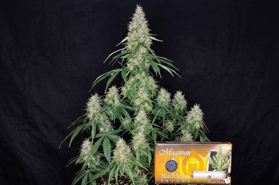 Recomendaciones para optimizar su cultivo exterior
