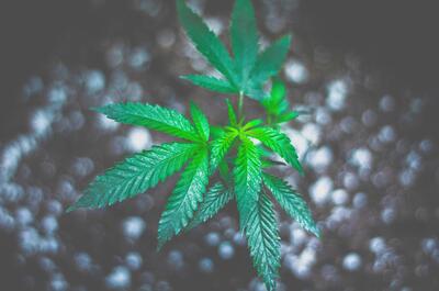 cómo cultivar marihuana exterior