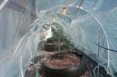 Imagen de una planta de Marihuana creciendo en exterior en marzo