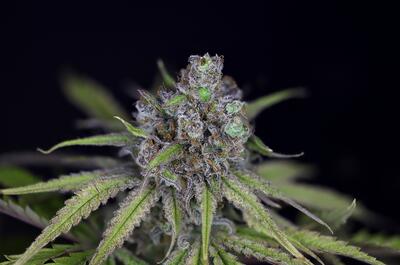 Critical Purple Kush