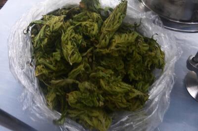 Cette herbe était destinée à une extraction closed loop.