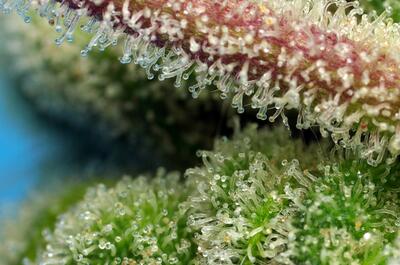 Sweet Amnesia Haze XL Auto®